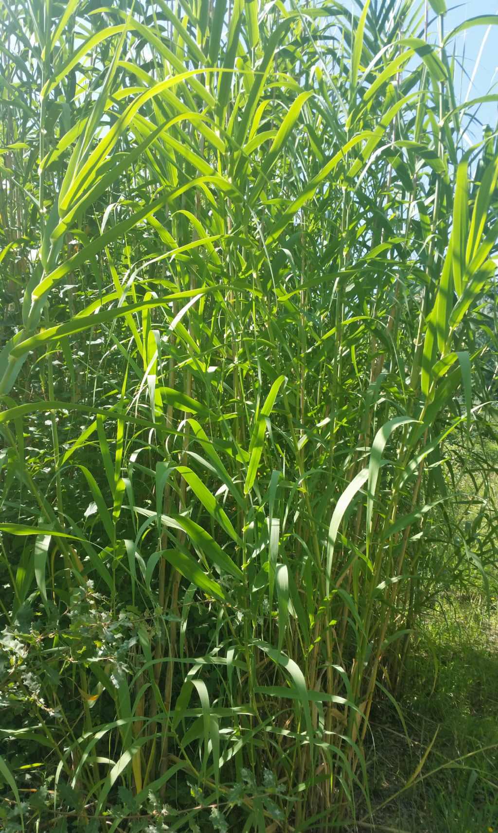 Arundo lenax?